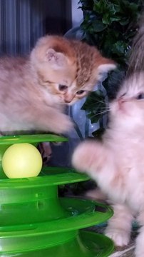 Chatons British Longhair Corsitalia Plume et Philéas