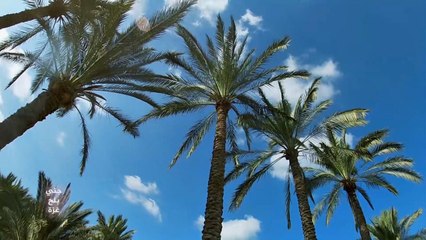 جني بلح غزة.. تصدير للخارج وتحديات داخلية