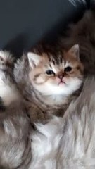 Prince Schumi British Shorthair
