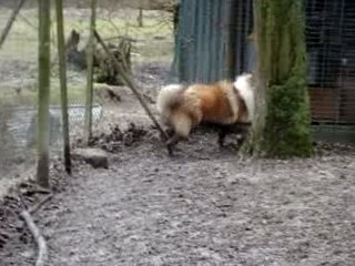 Buffy, le chien errant 🐶