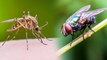 Funny Conversation Between Mosquito & Fly || Mosquitoes Diseases | Flies diseases || Boldsky Telugu