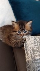 British Longhair disponible à la réservation