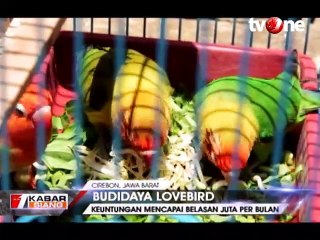 Bisnis Lovebird, Raup Omzet Puluhan Juta Per Bulan!