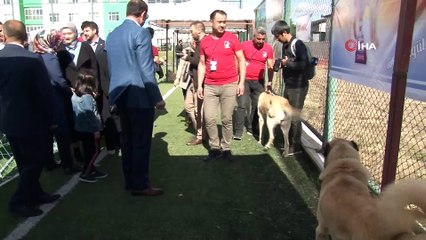 Kangal köpekleri güzellikleriyle kıyasıya yarıştı
