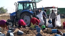 Patates üreticisi, ihracat ve tanzim satışı istiyor...Hasat havadan görüntülendi