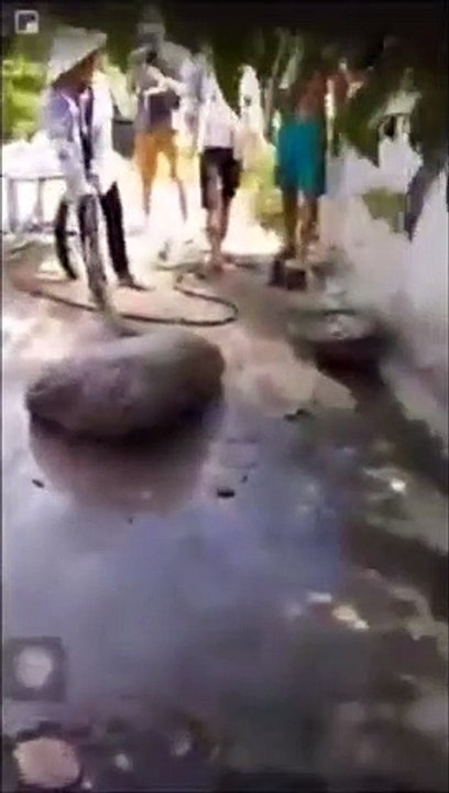 Ce Python géant a mangé un cochon entier !