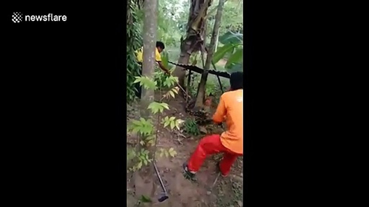 Ce serpent géant recrache un chien avalé en entier !