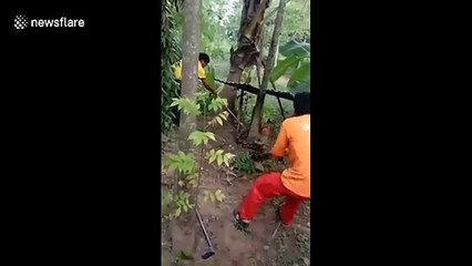 Ce serpent géant recrache un chien avalé en entier !
