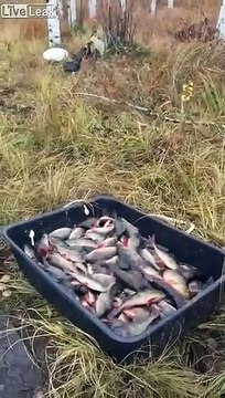 Ce pêcheur attrape 1 poisson par minute dans ce lac !