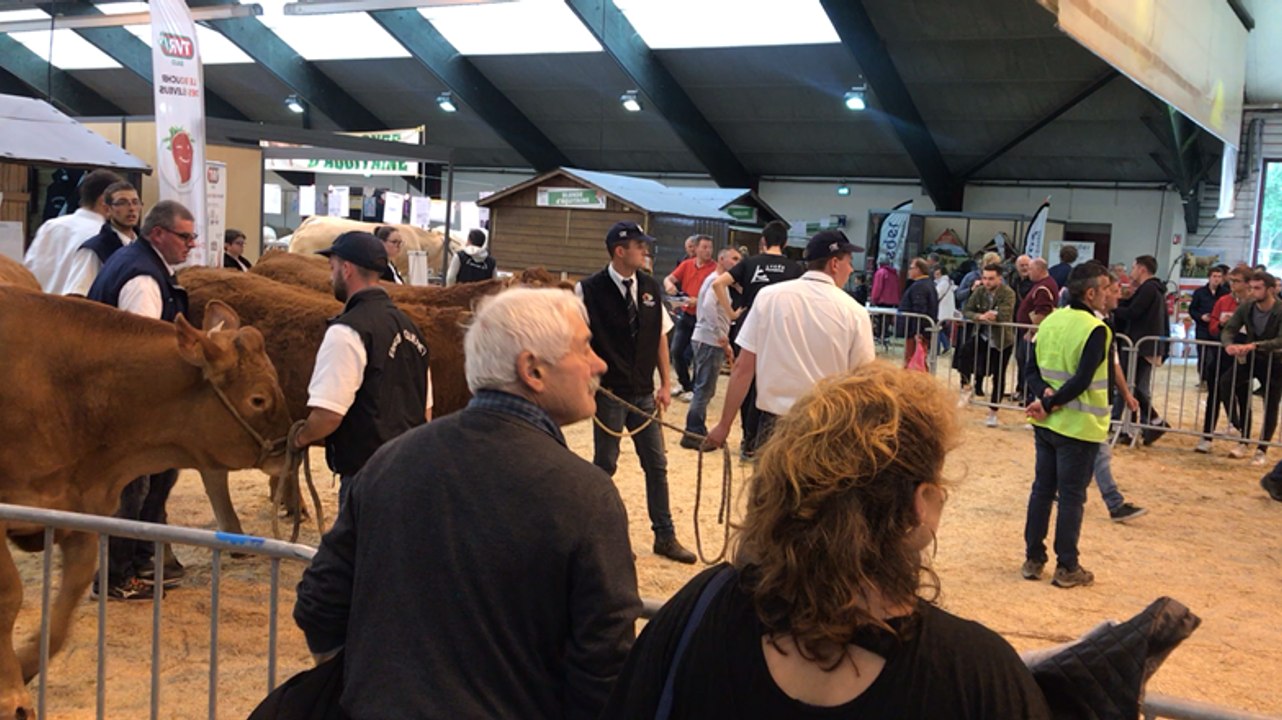 Concours de caresses, au salon agricole Ohhh la vache de Pontivy