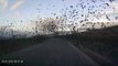 Une route russe recouverte de milliers d'oiseaux