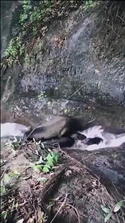 Ces sangliers ont trouvé un bon moyen de s'amuser... Toboggan à eau naturel