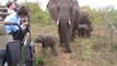 Un jeune éléphanteau curieux face à une voiture de touristes... Adorable