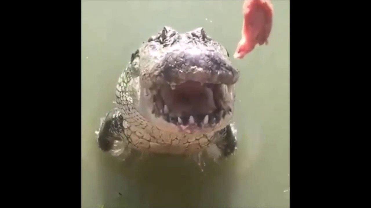 Donner à manger à un crocodile à la main. Attention les doigts