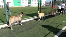 Sivas'ta, kangal köpeği güzellik yarışması düzenlendi