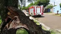 Galho de árvore cai na rua e Corpo de Bombeiros é acionado para corte