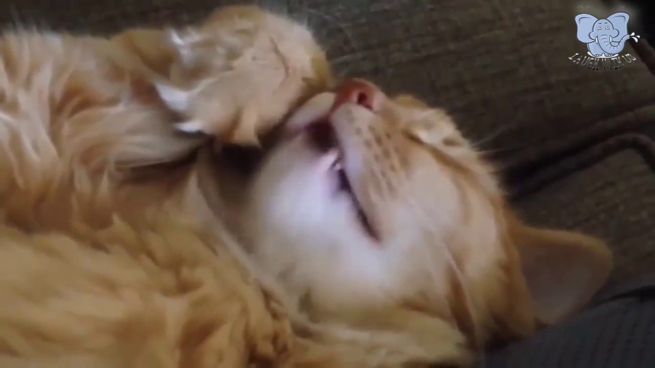 TRY NOT TO LAUGH CHALLENGE - Funny Cats Compilation 2019