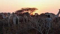 الثروة الحيوانية.. أهم روافد الاقتصاد بالصومال