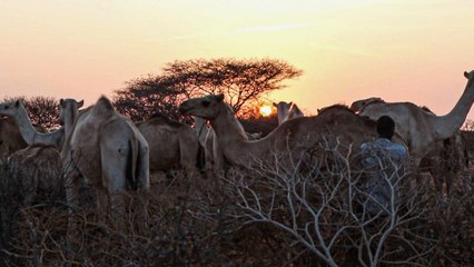 الثروة الحيوانية.. أهم روافد الاقتصاد بالصومال