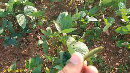 Black Gram (Urad Dal) Benefits,Side Effects and fun facts: Nuturemite English