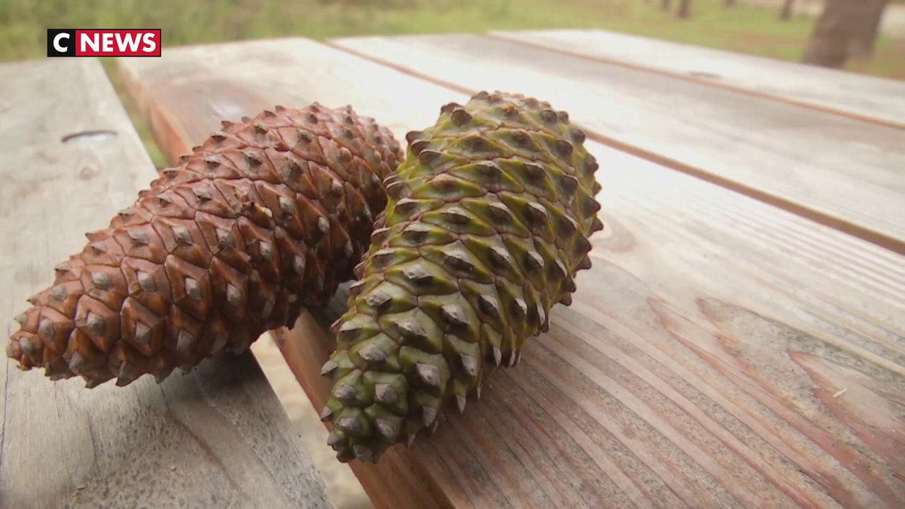 Gironde : des pommes de pin pour fabriquer des cosmétiques