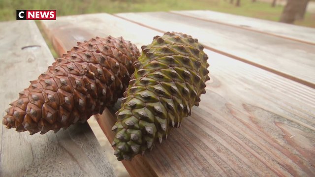 Gironde : des pommes de pin pour fabriquer des cosmétiques