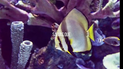 Sabias Que 23, sleep, brain, m&m, Did you know, Close Caption