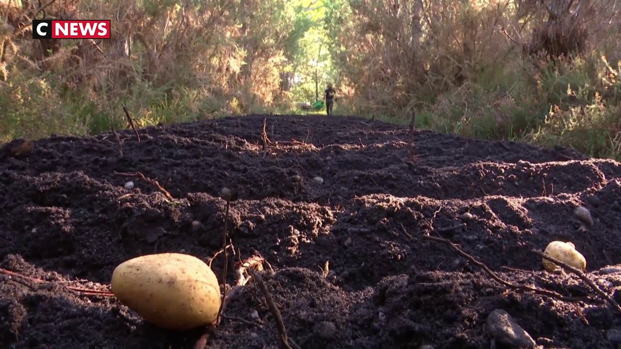Des pommes de terre cultivées au milieu des pins