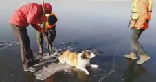 El emocionante rescate del perro atrapado en el hielo