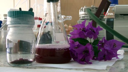 Gelin duvağından tescilli doğal boya