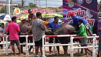 Thai locals compete in terrifying buffalo races