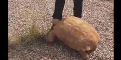 Encuentran a esta tortuga de más de 25 kilos en una rotonda de Ciudad Real