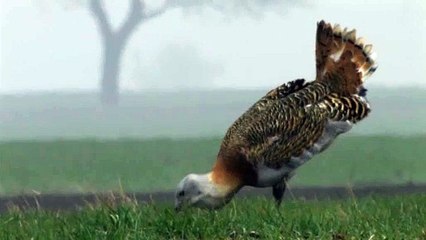 Displaying of Great Bustard in Austria - Balz der Großtrappe in Österreich