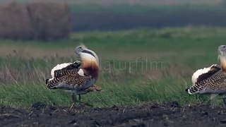 Displaying of Great Bustard in Austria