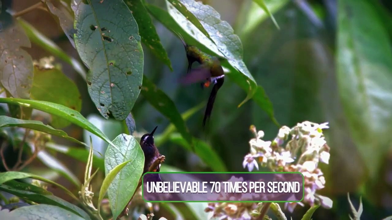 beautiful wild animals