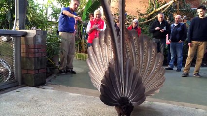 Gus the Great Argus Pheasant - mating display