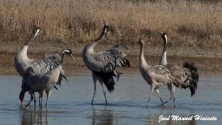 Common Cranes - Common Crane bird