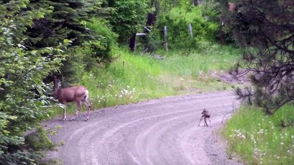 Beutiful Animal and nATURE SCENCE