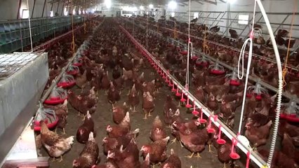 Yumurta ihracatçılarından ABD hamlesi - İZMİR