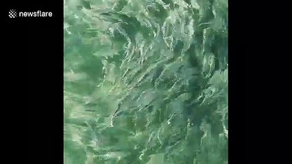 Stunning drone footage shows huge shoal of fish scatter when sharks attack