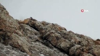 Erzincan'da nadiren rastlanan ur kekliği görüntülendi