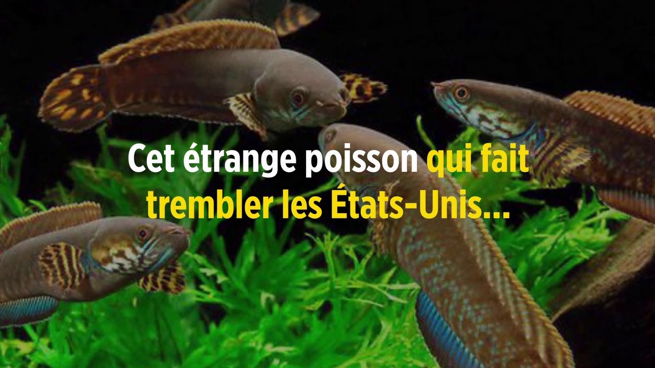 Cet étrange poisson qui fait trembler les États-Unis...