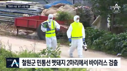 야생 멧돼지와의 ‘전쟁 선포’…총기 사냥까지 허용