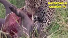REAL#Wild boar VS lions attact fihgt kill