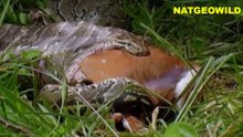 O M G #REAL#Python eats all deer live on camera all
