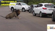SOS#Humans Tourists VS Lion,You Must Stay Inside Your Car