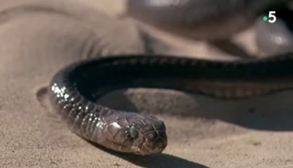 LES SERPENTS LES PLUS BIZARRES DU MONDE, DONT VOUS N’AVEZ JAMAIS ENTENDU PARLER