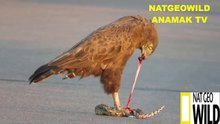 OMG#Eagle eat a elive snake on camera