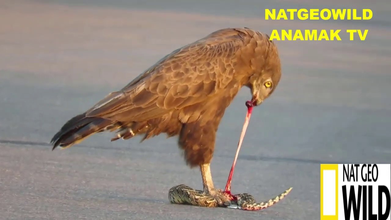 OMG#Eagle eat a elive snake on camera
