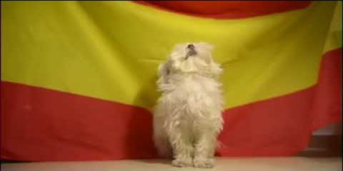 España: Este perro es más patriota que la cabra de la Legión